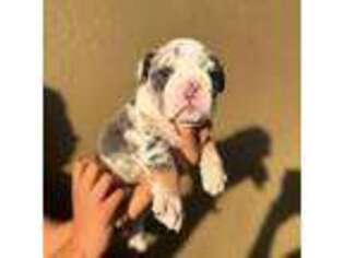 Bulldog Puppy for sale in Sacramento, CA, USA
