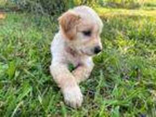 Golden Retriever Puppy for sale in West Plains, MO, USA