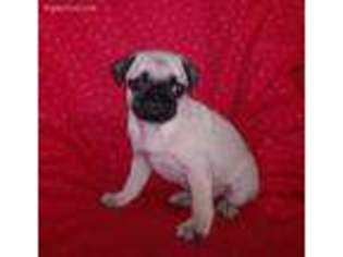 Pug Puppy for sale in Charlton, MA, USA