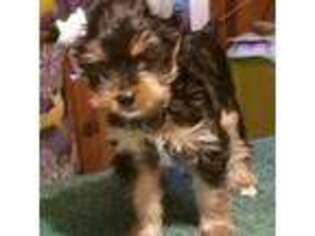 Yorkshire Terrier Puppy for sale in Mount Shasta, CA, USA