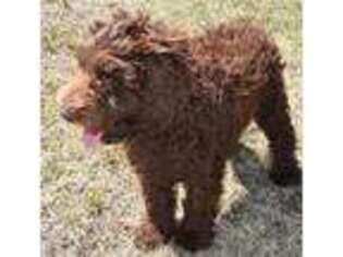 Labradoodle Puppy for sale in Monette, AR, USA