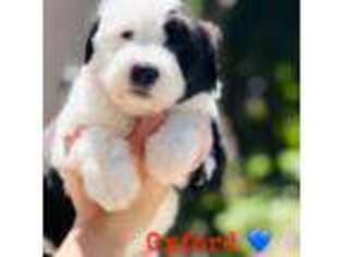 Old English Sheepdog Puppy for sale in Syracuse, IN, USA