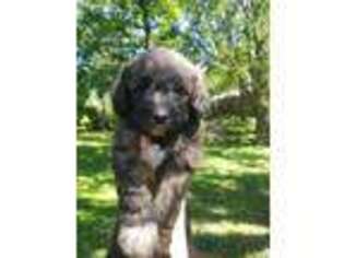 Goldendoodle Puppy for sale in Oak Grove, MO, USA