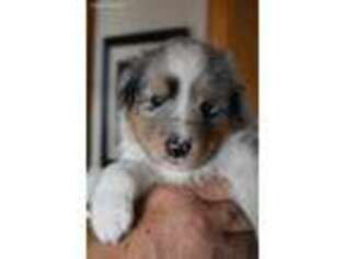 Shetland Sheepdog Puppy for sale in Terrebonne, OR, USA