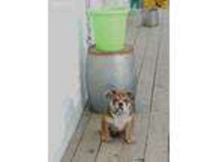 Bulldog Puppy for sale in Westover, PA, USA