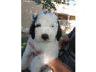 Newfoundland Puppy for sale in Farmington, UT, USA