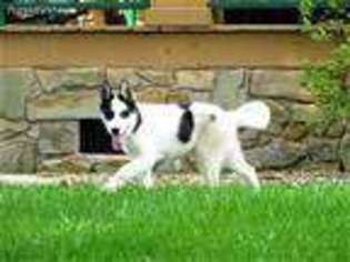 Siberian Husky Puppy for sale in Roaring River, NC, USA