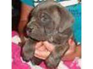 Cane Corso Puppy for sale in SAINT FRANCIS, MN, USA