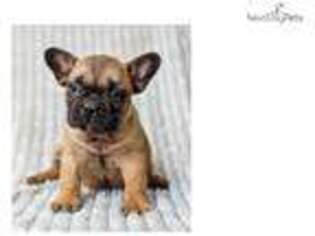 French Bulldog Puppy for sale in Harrisburg, PA, USA