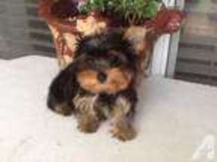 Yorkshire Terrier Puppy for sale in CARROLLTON, TX, USA
