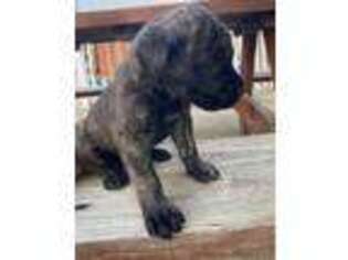 Mastiff Puppy for sale in Slippery Rock, PA, USA