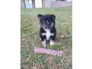 Mutt Puppy for sale in Hopewell Junction, NY, USA