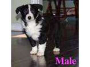 Border Collie Puppy for sale in Newburgh, NY, USA