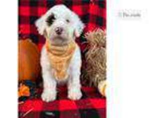 Portuguese Water Dog Puppy for sale in Canton, OH, USA