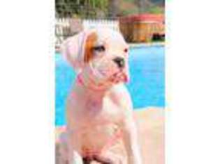 Boxer Puppy for sale in El Cajon, CA, USA
