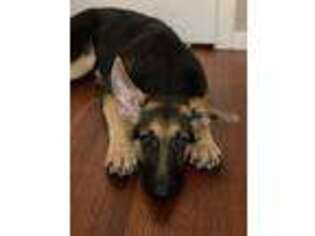 German Shepherd Dog Puppy for sale in South Ozone Park, NY, USA