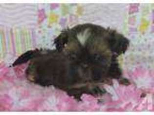 Mutt Puppy for sale in COMSTOCK PARK, MI, USA