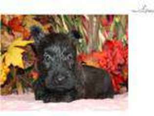 Scottish Terrier Puppy for sale in Joplin, MO, USA