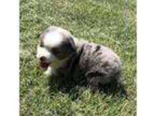 Miniature Australian Shepherd Puppy for sale in Ardmore, OK, USA