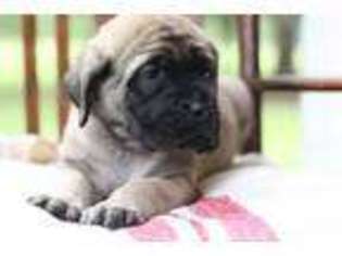 Mastiff Puppy for sale in DALLAS, TX, USA