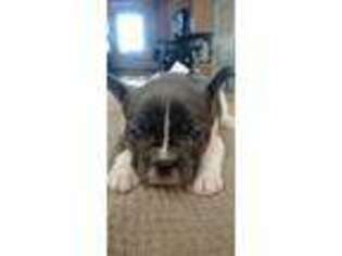French Bulldog Puppy for sale in Leavenworth, KS, USA