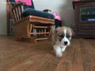 Pembroke Welsh Corgi Puppy for sale in Pleasant Shade, TN, USA