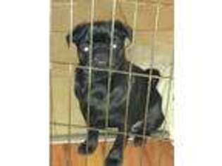 Pug Puppy for sale in West Chester, OH, USA
