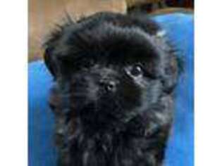 Mal-Shi Puppy for sale in Salisbury, NC, USA
