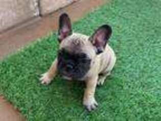 French Bulldog Puppy for sale in Temecula, CA, USA