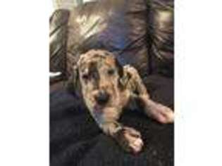Great Dane Puppy for sale in Hattiesburg, MS, USA