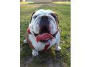Bulldog Puppy for sale in Cottage Grove, MN, USA