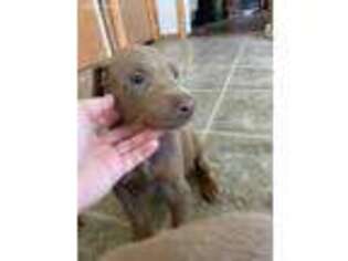 Doberman Pinscher Puppy for sale in Childress, TX, USA