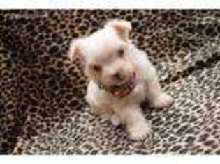 Maltese Puppy for sale in Elk City, OK, USA