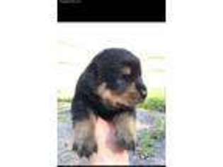Rottweiler Puppy for sale in Frankfort, NY, USA