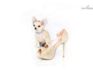 Chihuahua Puppy for sale in Worcester, MA, USA