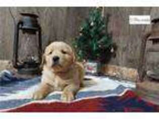 Golden Retriever Puppy for sale in Fort Wayne, IN, USA