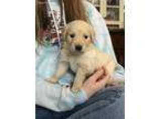 Golden Retriever Puppy for sale in Bay Port, MI, USA