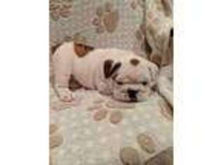 Bulldog Puppy for sale in Pounding Mill, VA, USA
