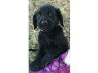 Labradoodle Puppy for sale in Branson, MO, USA