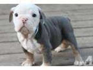 Bulldog Puppy for sale in PRIOR LAKE, MN, USA