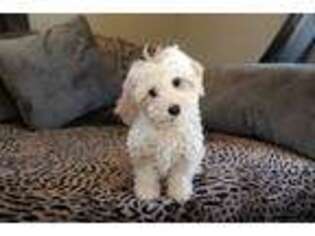 Cavapoo Puppy for sale in Concord, NC, USA