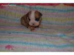 Bulldog Puppy for sale in Niangua, MO, USA