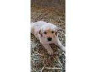 Golden Retriever Puppy for sale in Albany, WI, USA