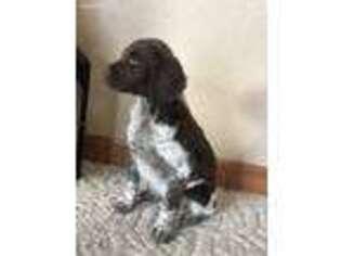 Brittany Puppy for sale in Fairbank, IA, USA