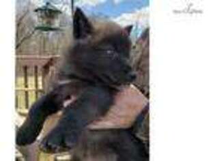 Wolf Hybrid Puppy for sale in Richmond, IN, USA