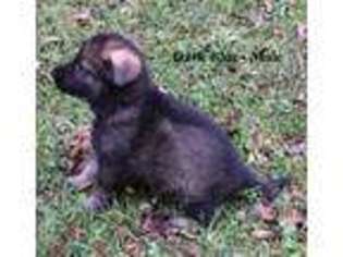 German Shepherd Dog Puppy for sale in Demorest, GA, USA