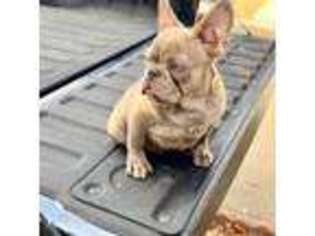 French Bulldog Puppy for sale in San Ramon, CA, USA