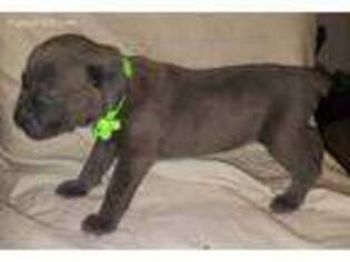 Cane Corso Puppy for sale in Jackson, MS, USA