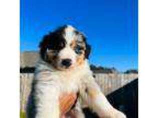 Australian Shepherd Puppy for sale in Richmond, TX, USA
