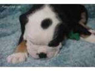 Olde English Bulldogge Puppy for sale in West Orange, NJ, USA